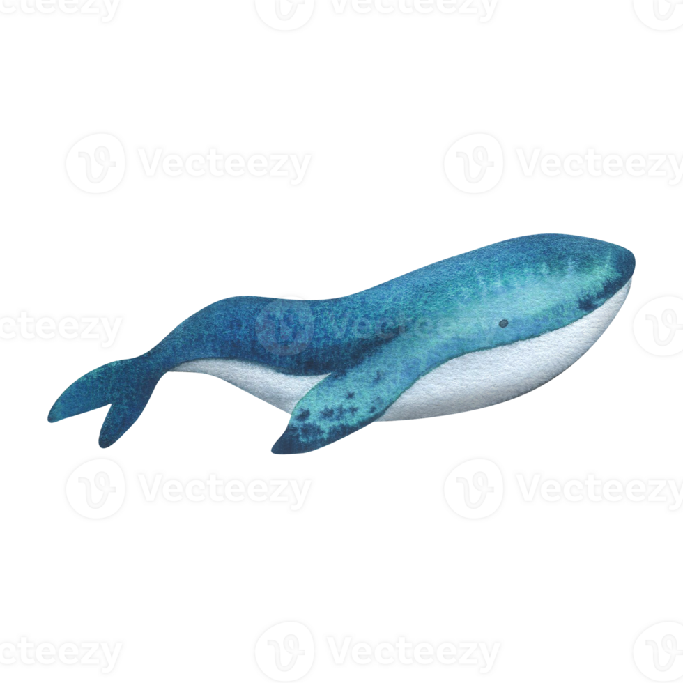 Blue, turquoise whale with texture. Watercolor illustration hand drawn in childish simple style. Isolated object png