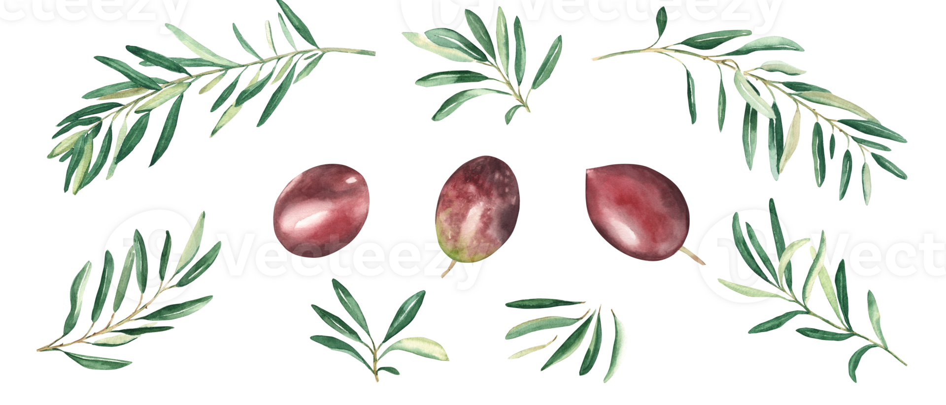 Olive branches and red olives set. Watercolor hand drawn botanical illustration. Can be used for menu, logos and product, food packaging design png