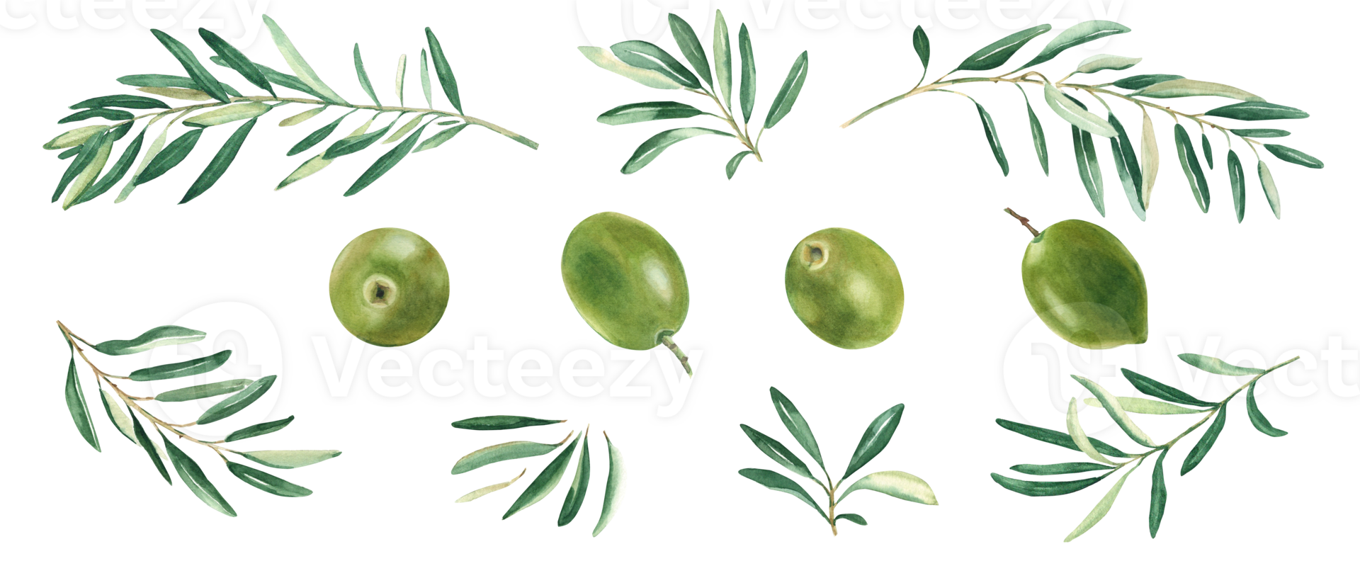 Olive branches and green olives set. Watercolor hand drawn botanical illustration. Can be used for menu, logos and product, food packaging design png