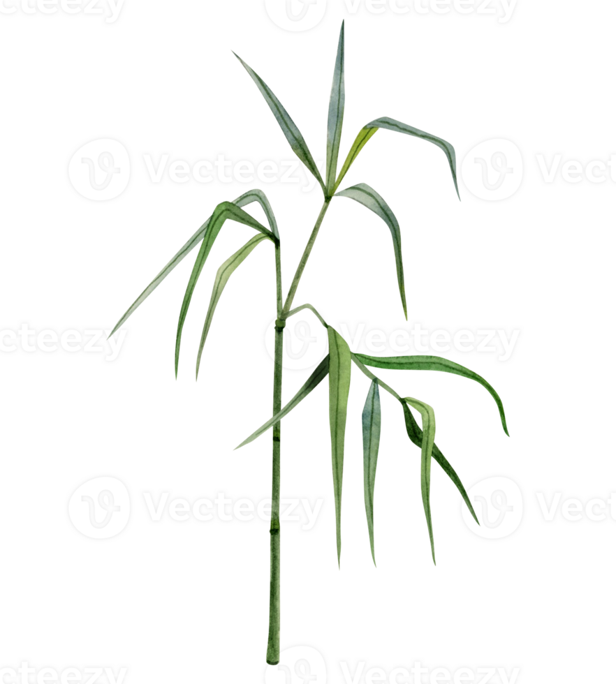 Growing bamboo stem and branches with green leaves watercolor illustration. Tropical nature hand drawn realistic clipart png