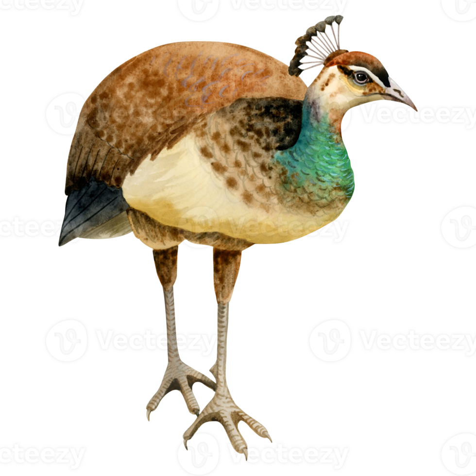 Pauw vrouw vogel. pauw pauwin van paradijs waterverf illustratie. hand- getrokken realistisch tropisch clip art png