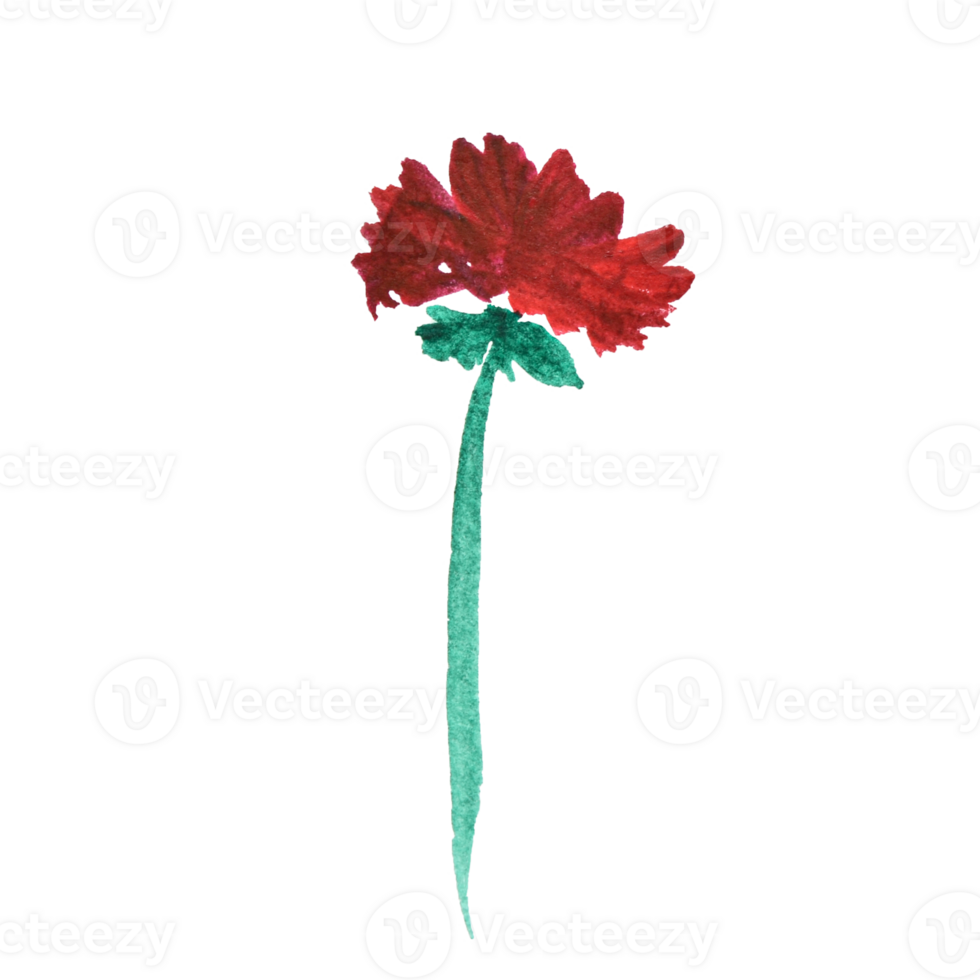 Red watercolor carnation flower on a white background. Glade with flower. png