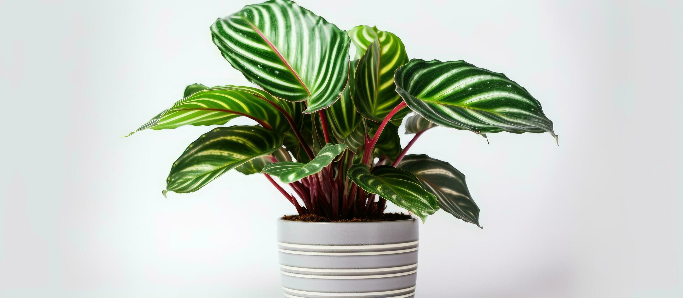 Beautiful Maranta houseplant in a vibrant pot isolated on white photo