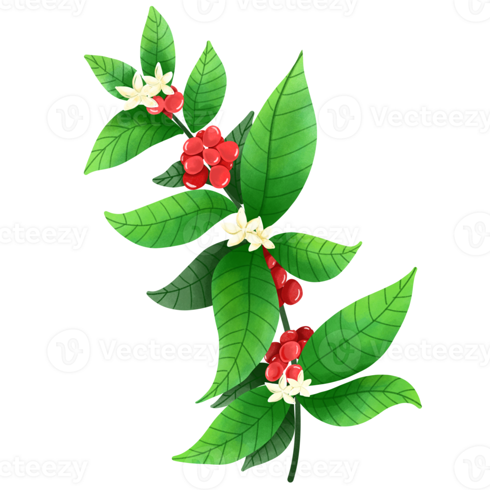 Red berry with leaf. png