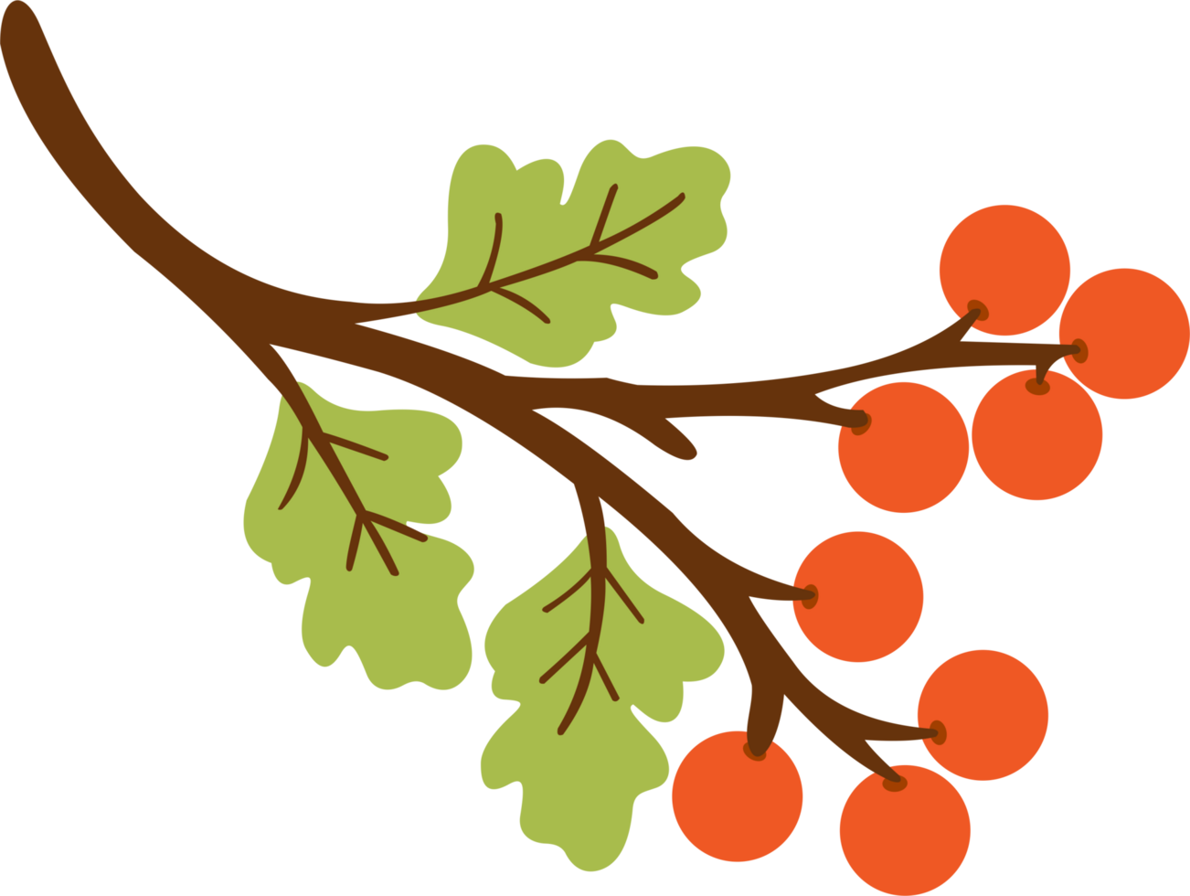 persimmon in autumn png