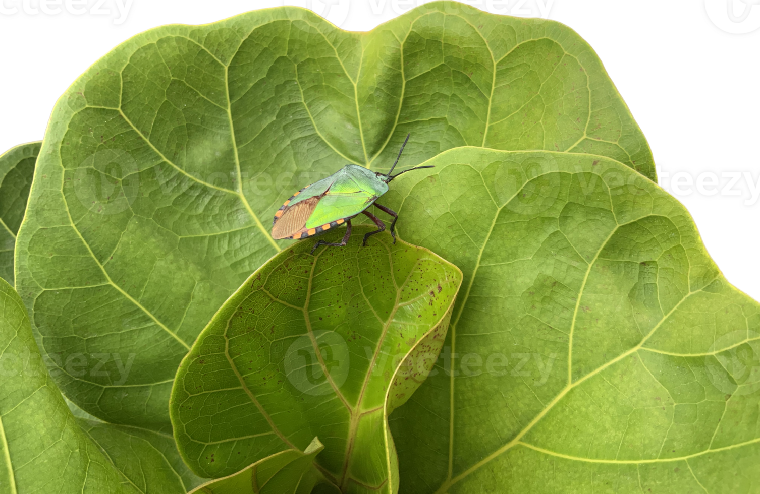 le vert puanteur punaise ou vert soldat punaise est une puanteur punaise de le famille les pentatomidés, avec vert feuille Contexte png