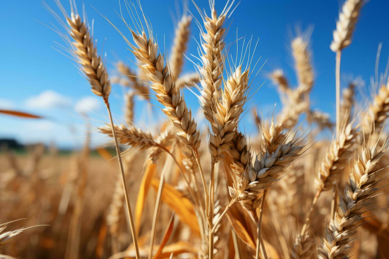 golden wheat field with blue sky photo