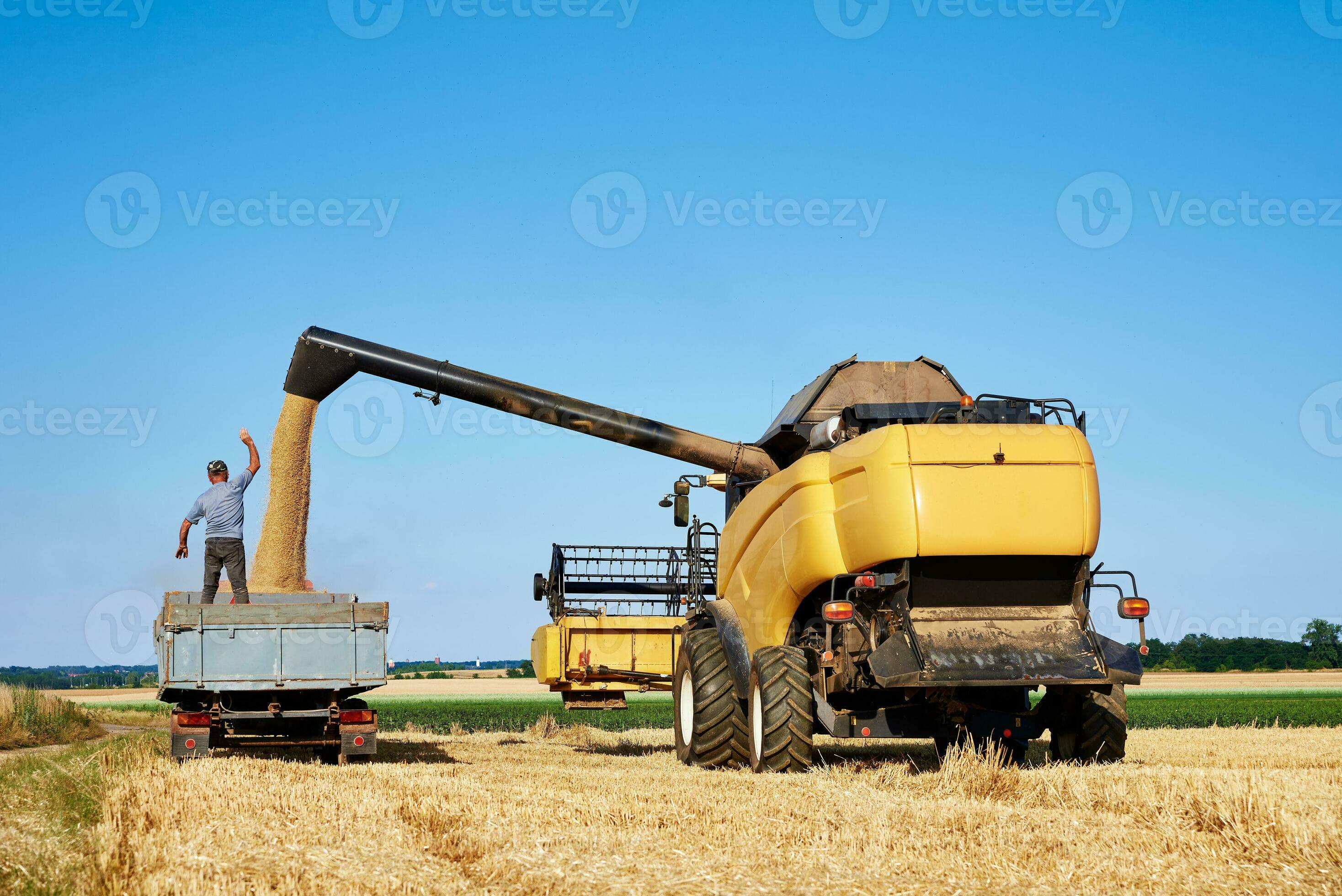 Hatvesting machine pours wheat grains into bacl of tractor, Harvest