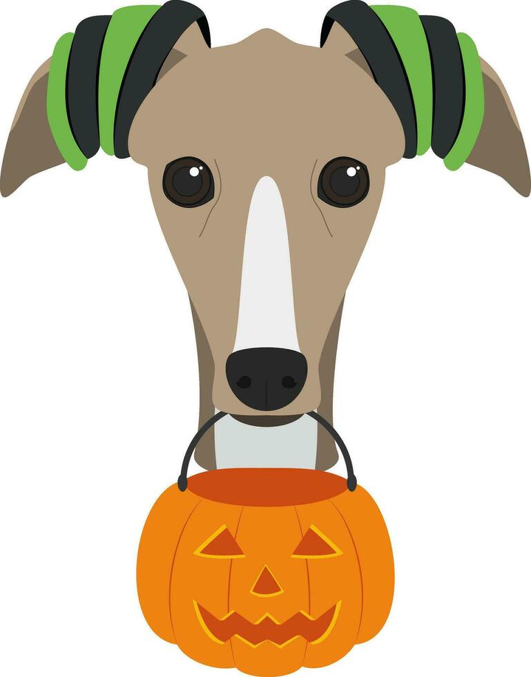 Víspera de Todos los Santos saludo tarjeta. galgo perro vestido como un bruja con un calabaza en el boca vector