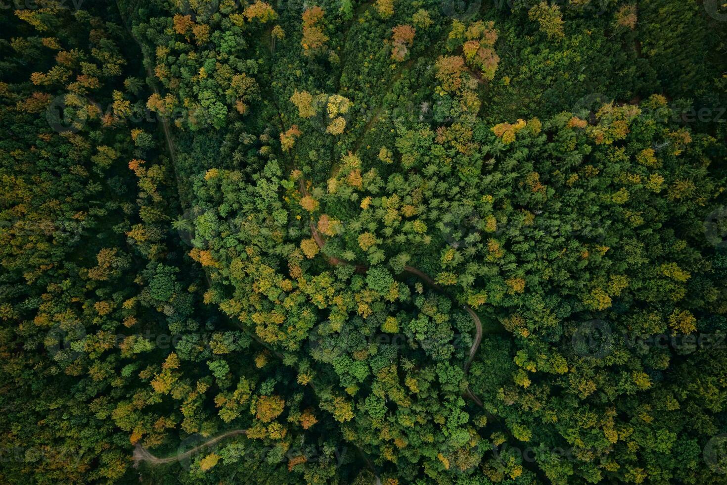 Top view of autumn forest with colored trees photo