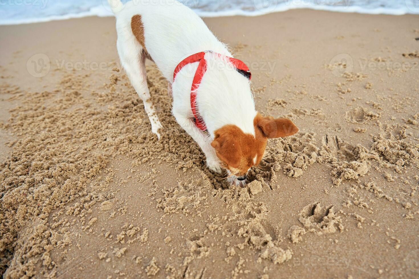 Dog walking at sea beach photo