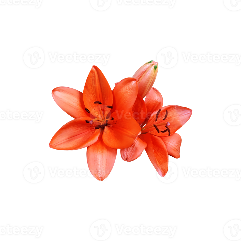 Lily bright orange flower head isolated cutout object side view, houseplant in pot floral bouquet, clipping path soft focus png