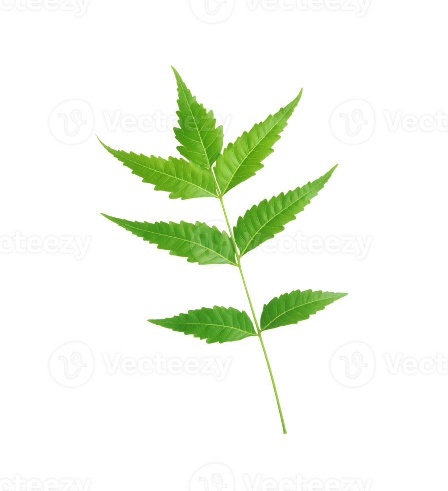 Neem leaf Azadirachta indica isolated on transparent background. png