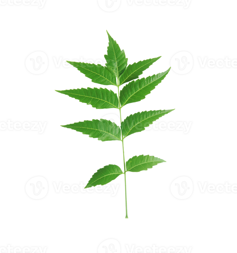 Neem leaf Azadirachta indica isolated on transparent background. png
