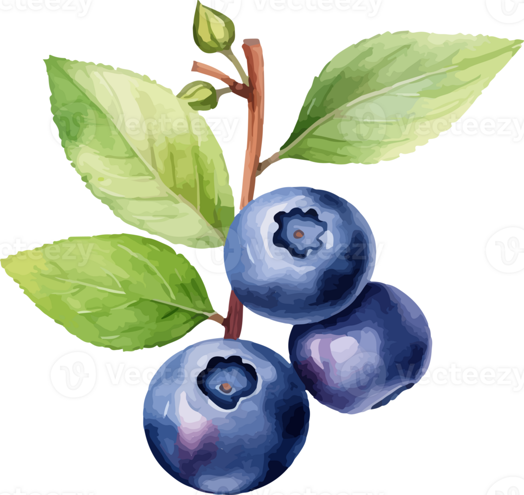 Blueberry watercolor graphic element png