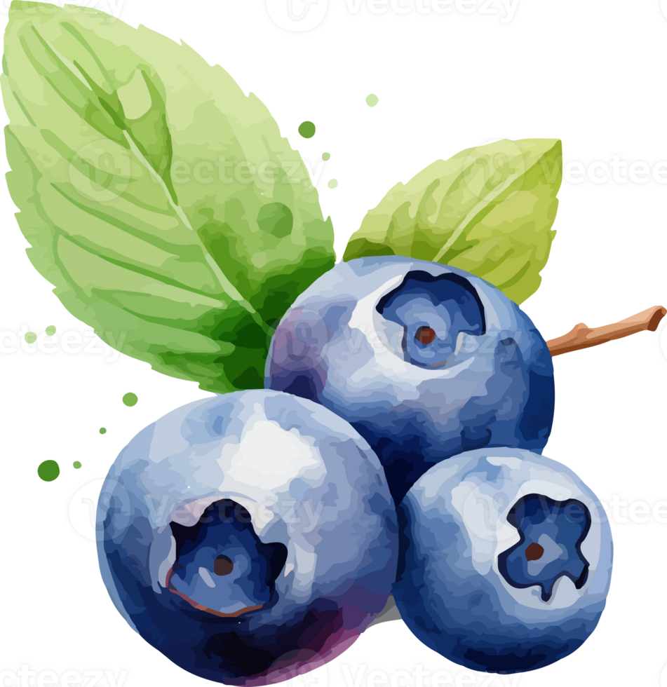 Blueberry watercolor graphic element png