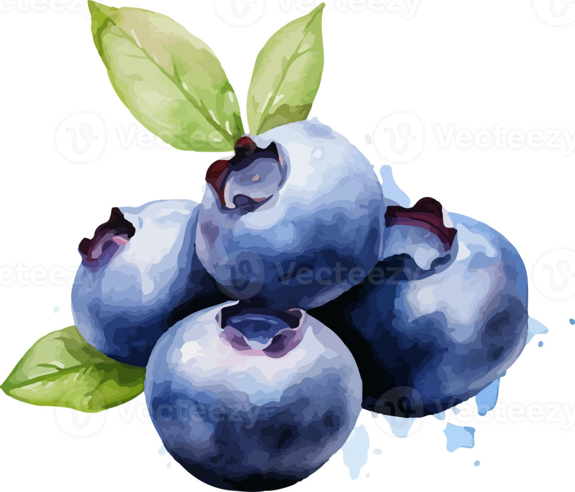 Blueberry watercolor graphic element png
