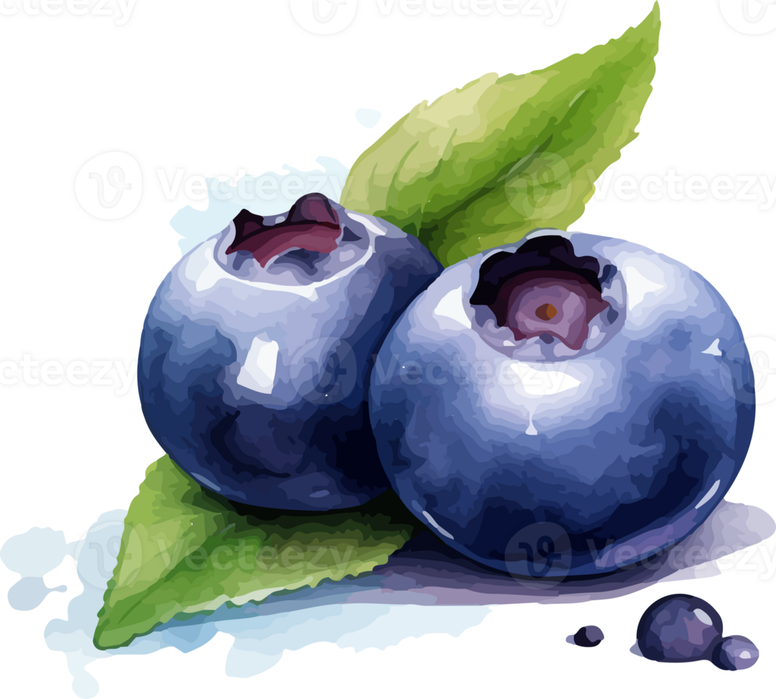 Blueberry watercolor graphic element png