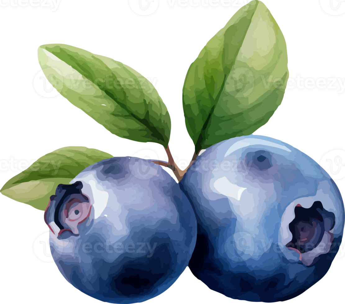 Blueberry watercolor graphic element png