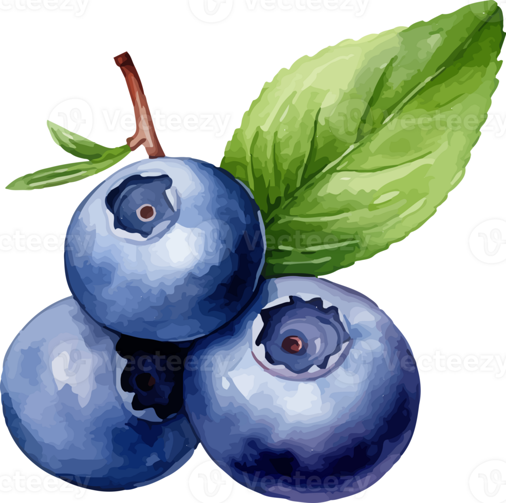 Blueberry watercolor graphic element png