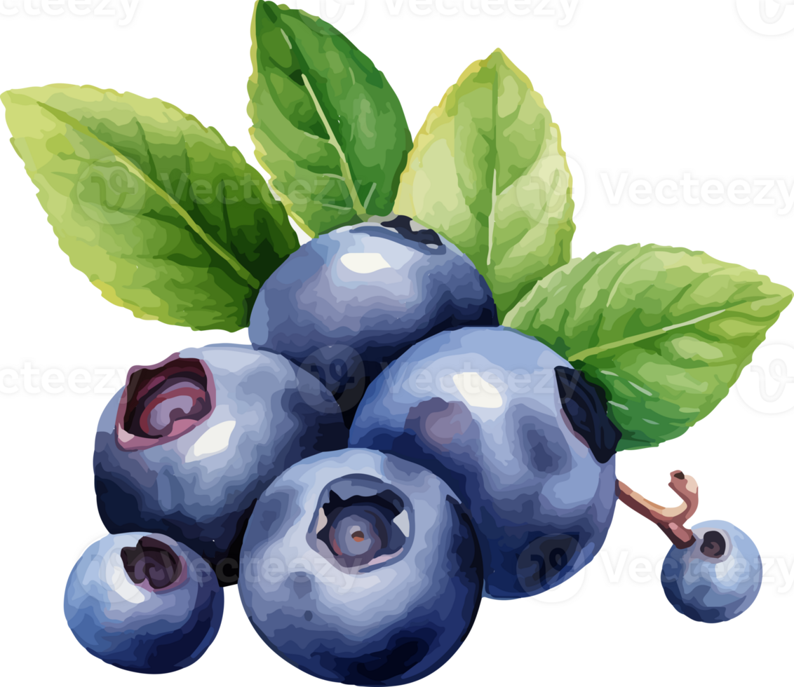 Blueberry watercolor graphic element png