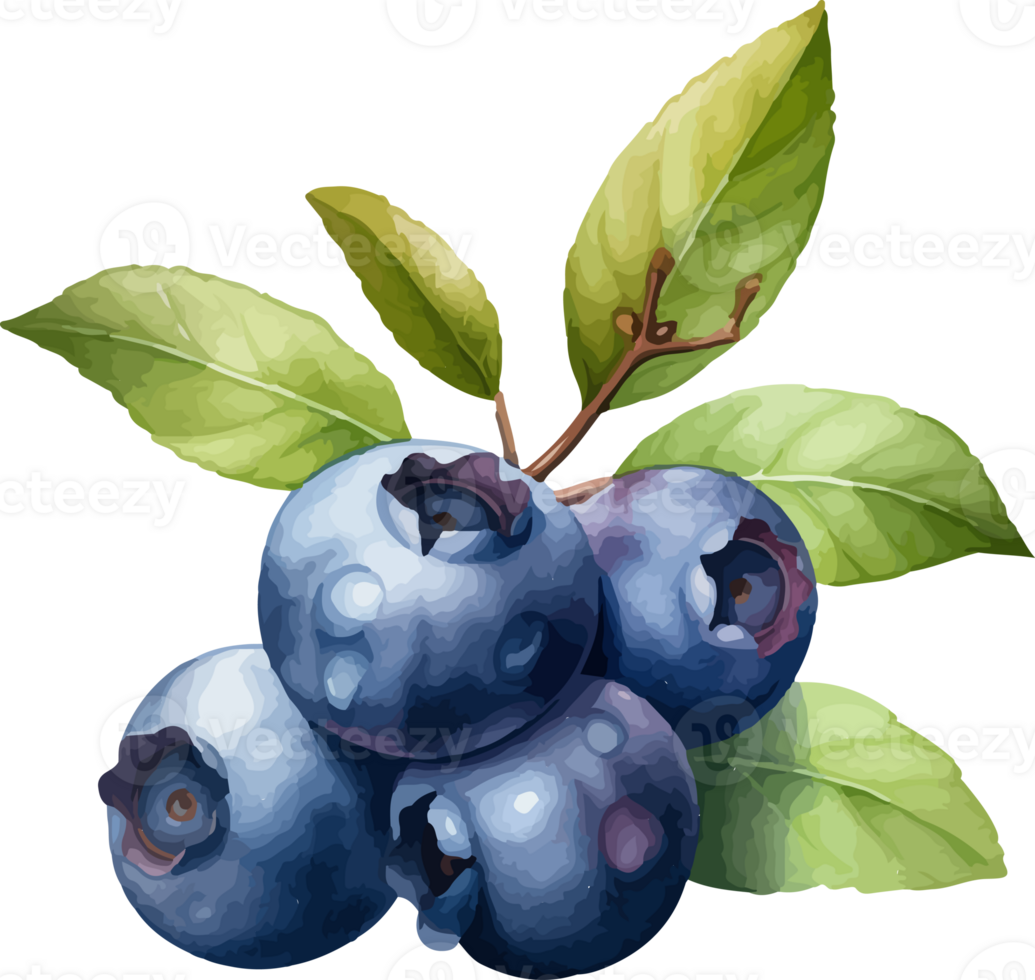 Blueberry watercolor graphic element png