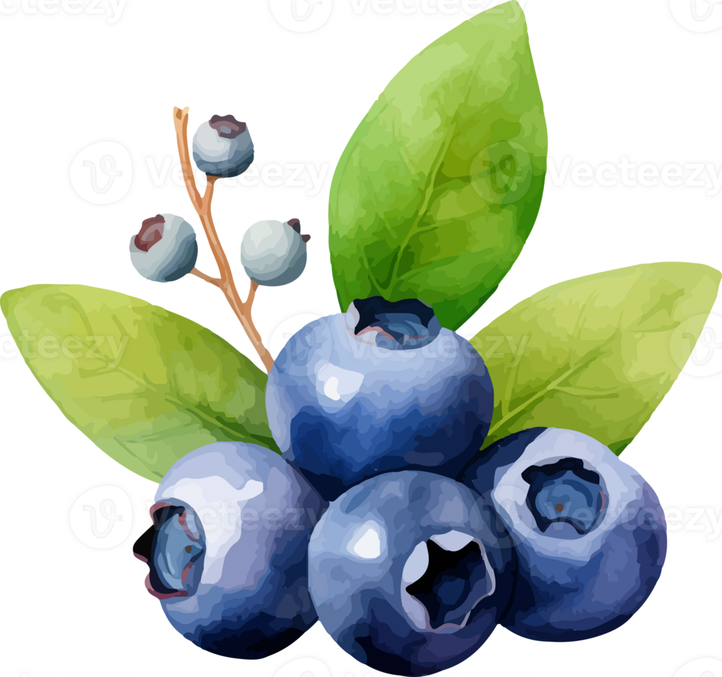 Blueberry watercolor graphic element png
