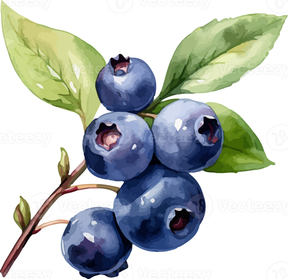 Blueberry watercolor graphic element png