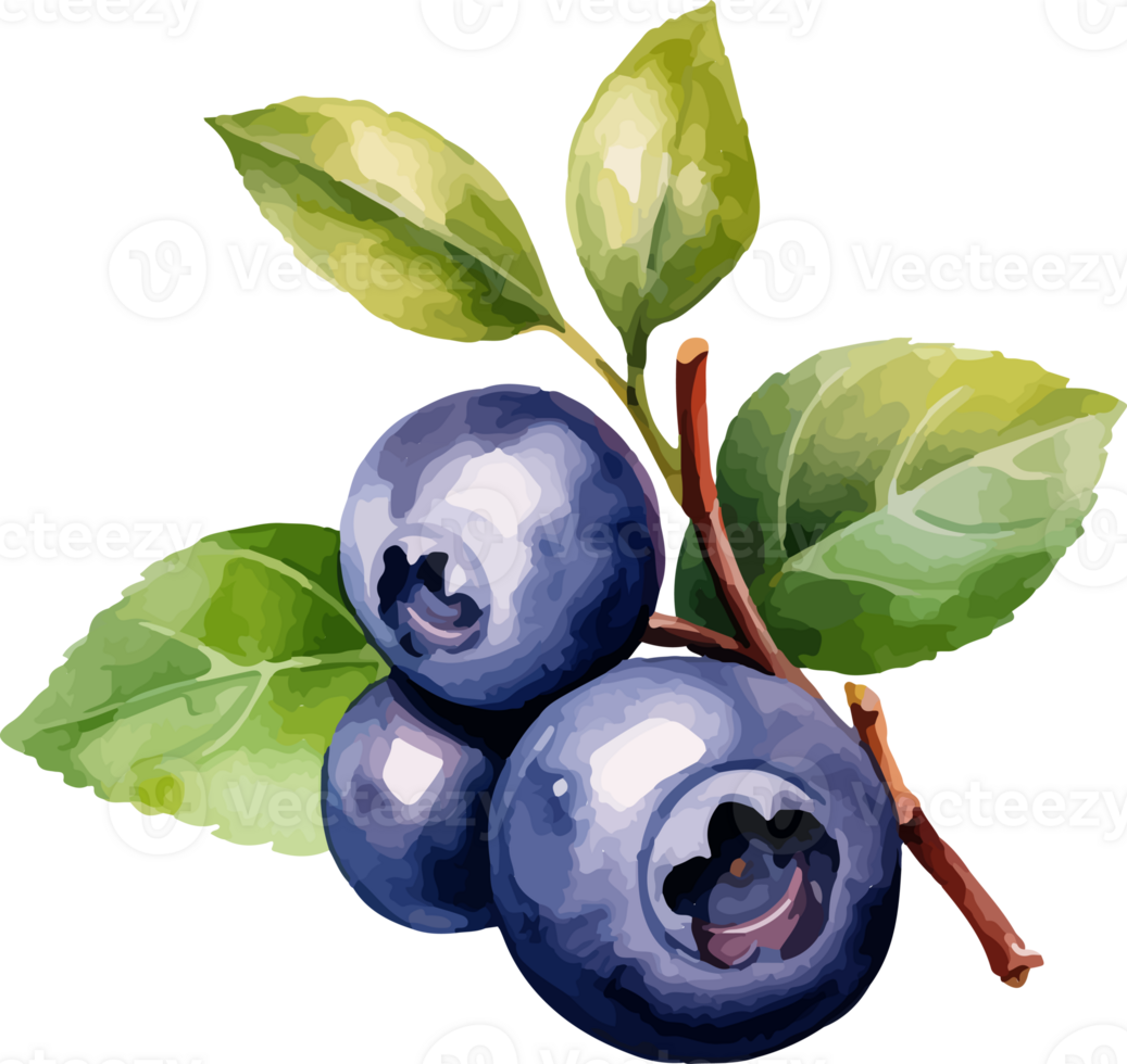 Blueberry watercolor graphic element png
