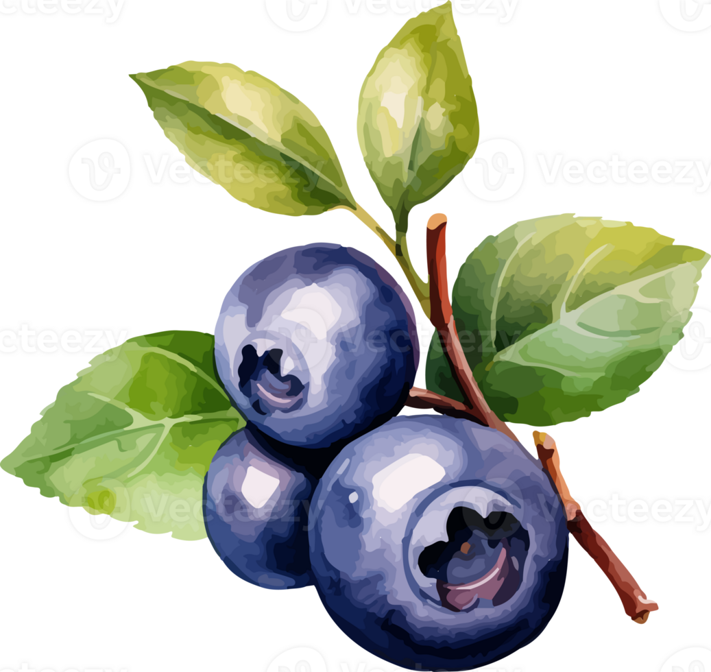 Blueberry watercolor graphic element png