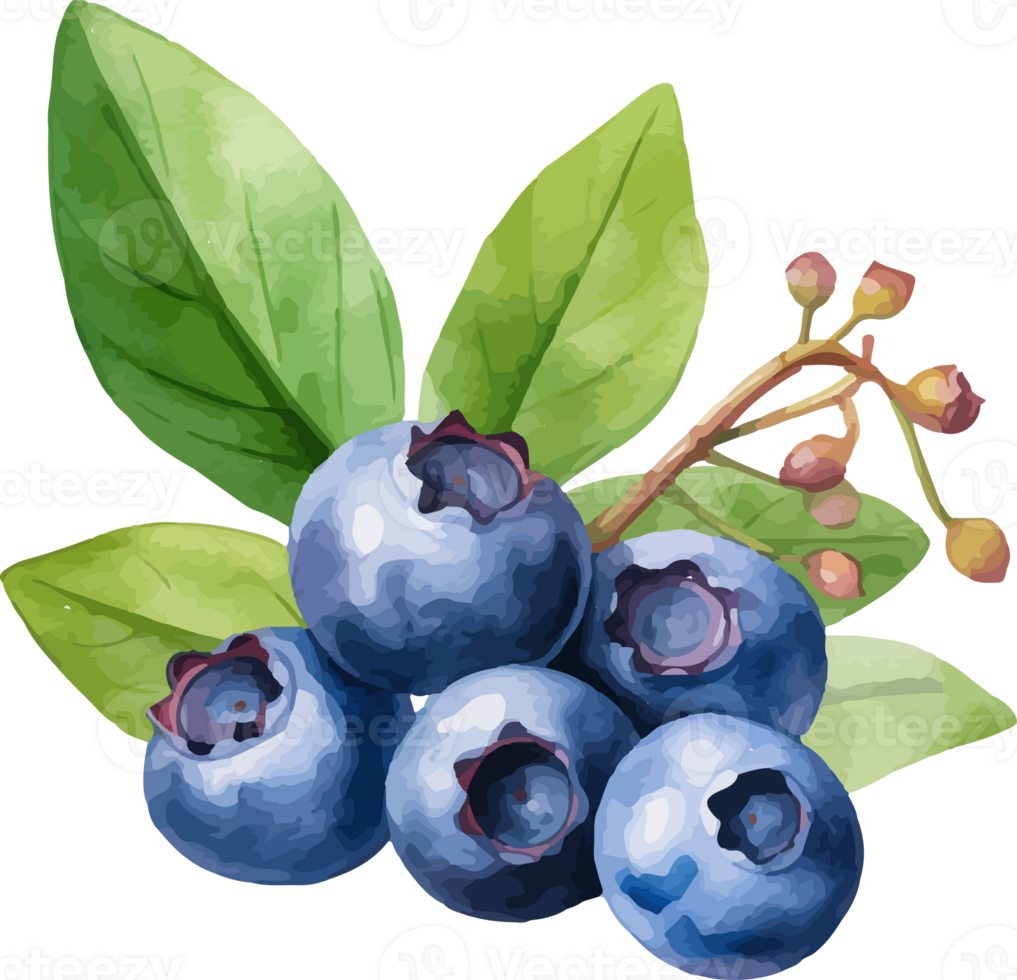 Blueberry watercolor graphic element png