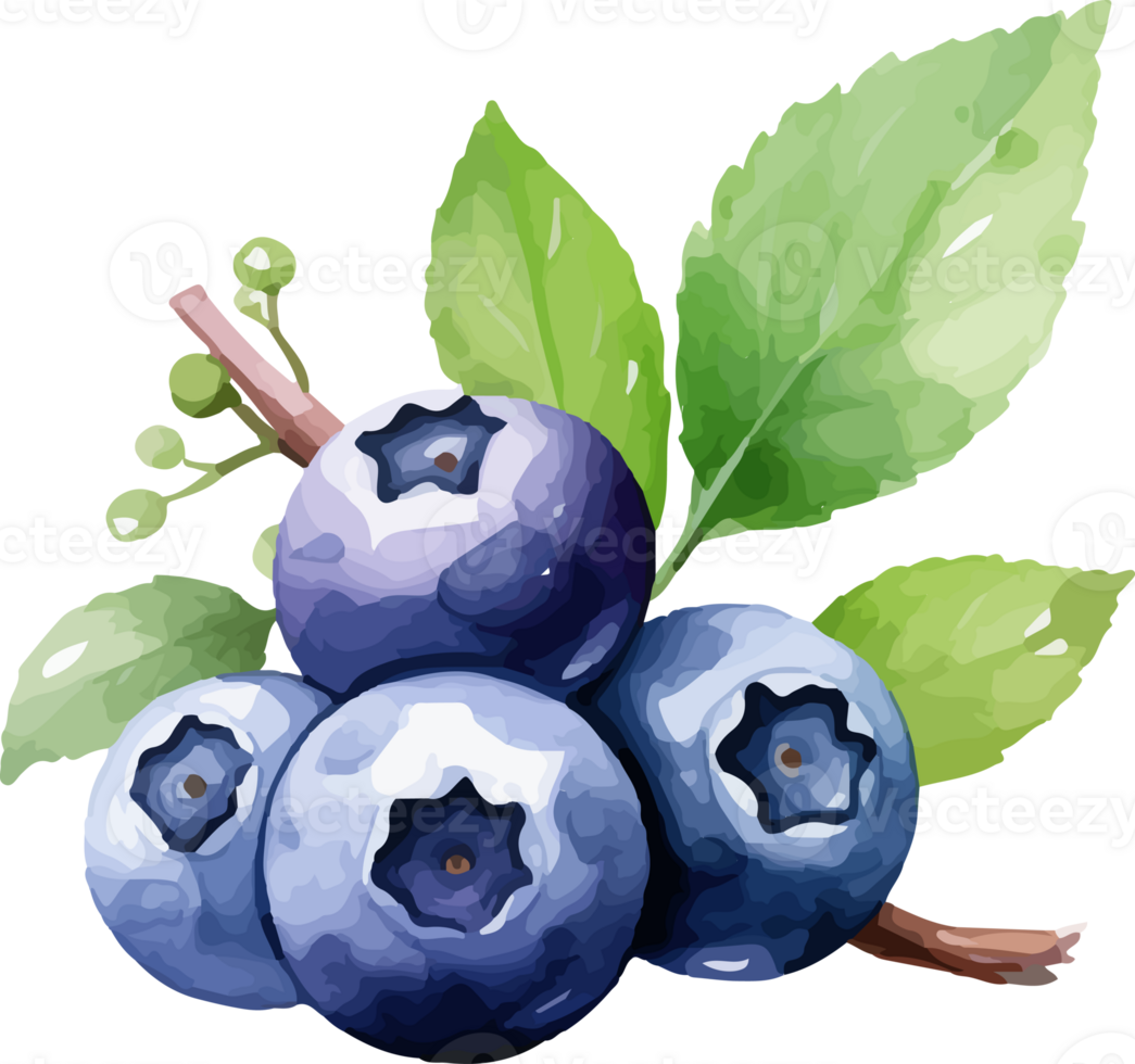 Blaubeere Aquarell Grafik Element png