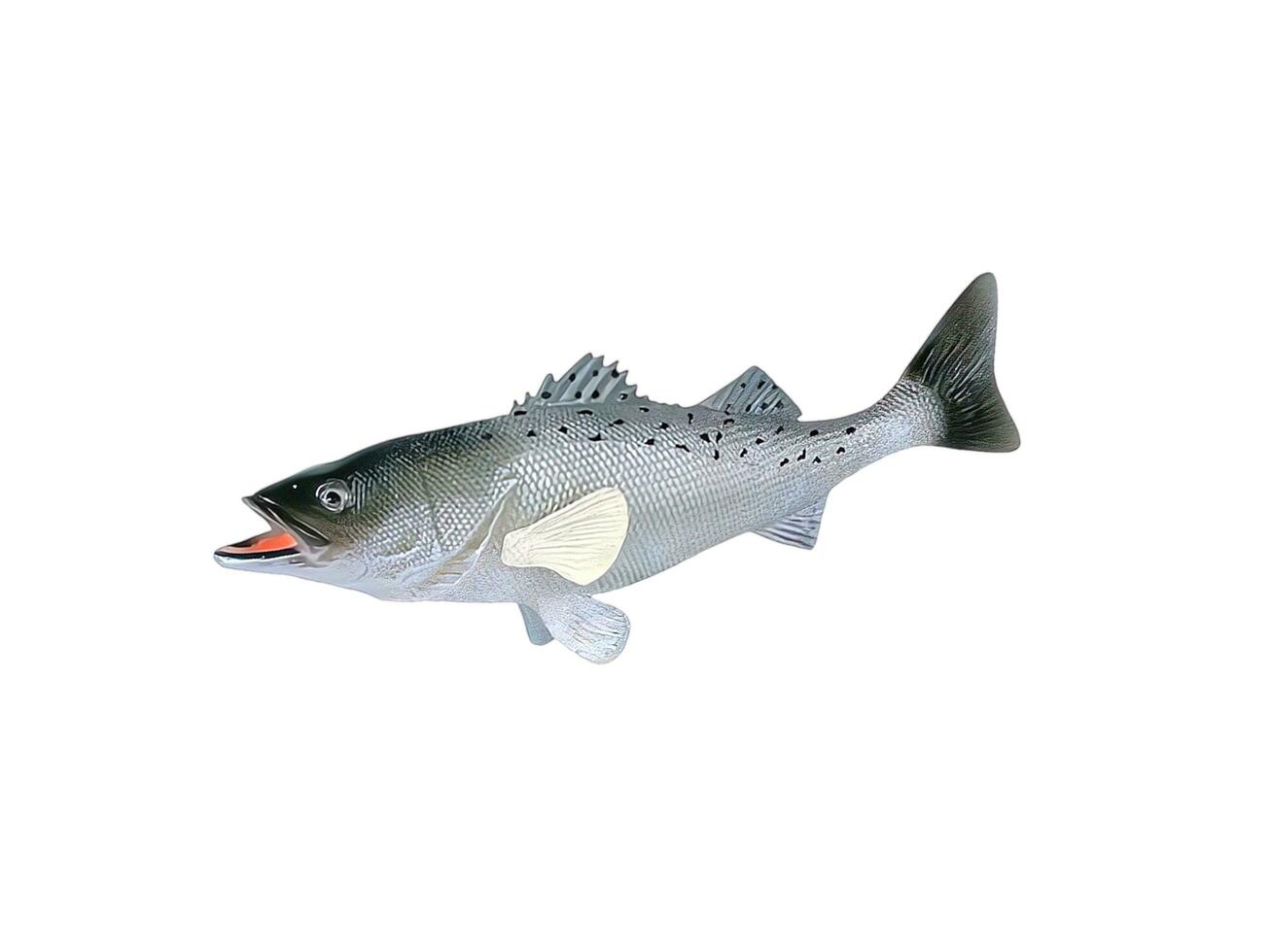 Spot sea trout miniature animal isolated on white photo