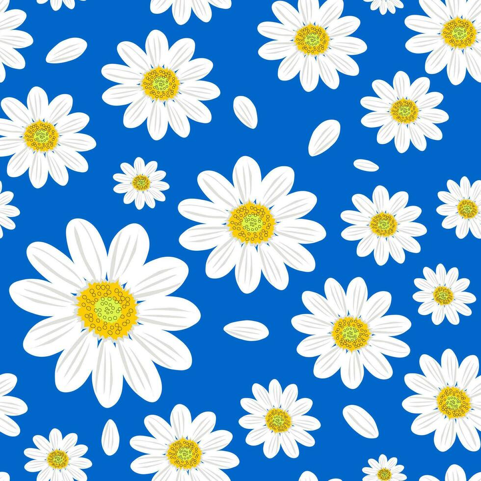 Wild chamomile flowers on a blue background create a seamless summer pattern with large white flowers for textile. Vector. vector