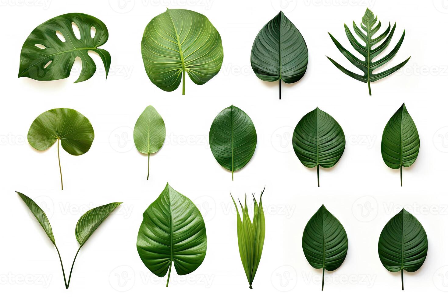 Natural of Tropical green leaves of leaf isolated on white background, varies different of plant botanical, with . photo