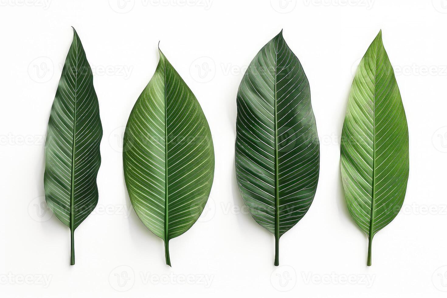 Natural of Tropical green leaves of leaf isolated on white background, varies different of plant botanical, with . photo