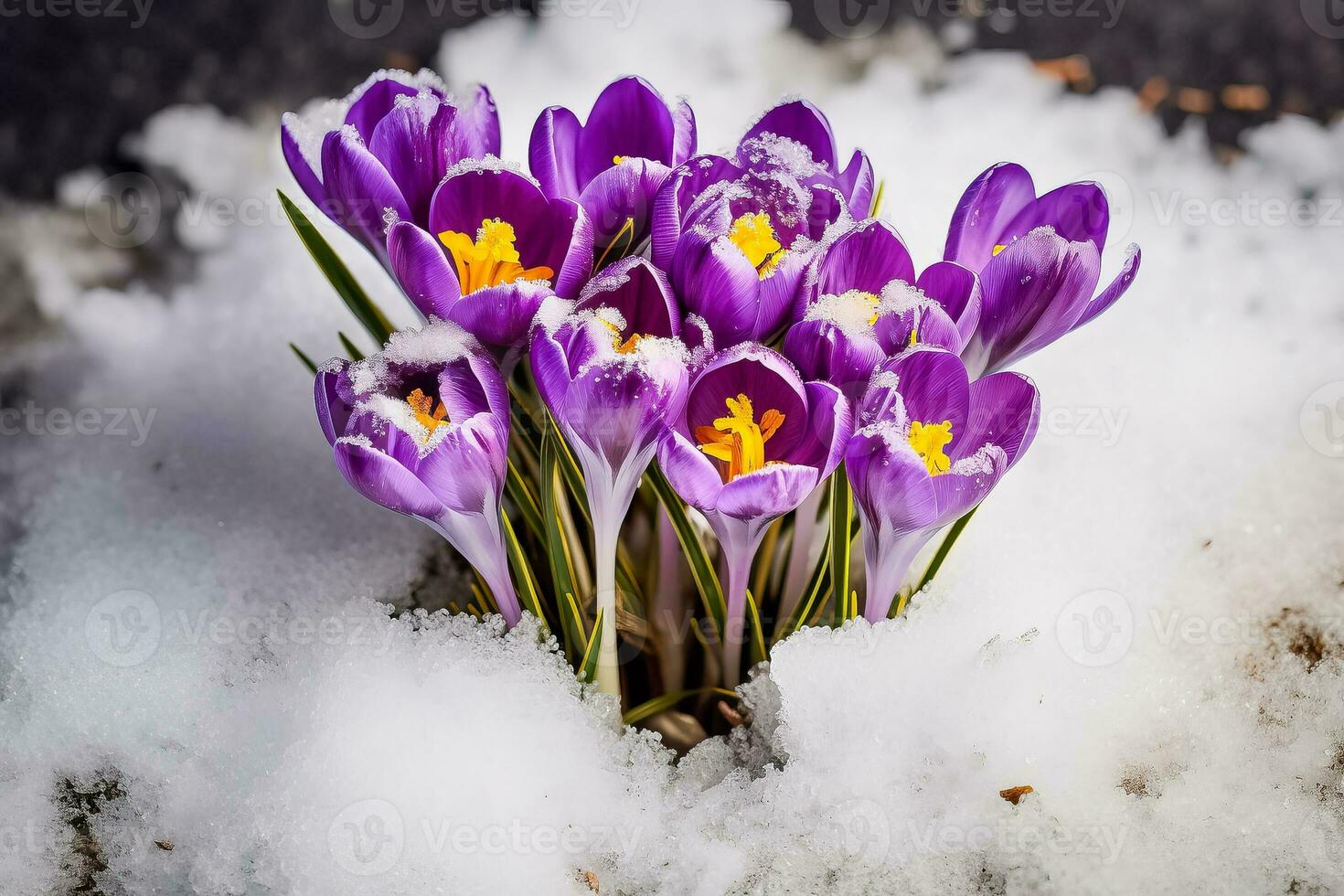 Crocuses vibrant purple flowers emerging from the snow blooming in early spring with room for text photo