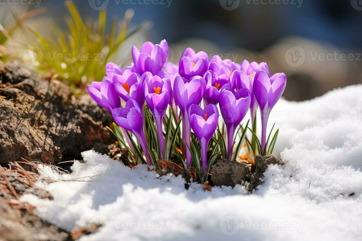 Crocuses vibrant purple flowers emerging from the snow blooming in early spring with room for text photo