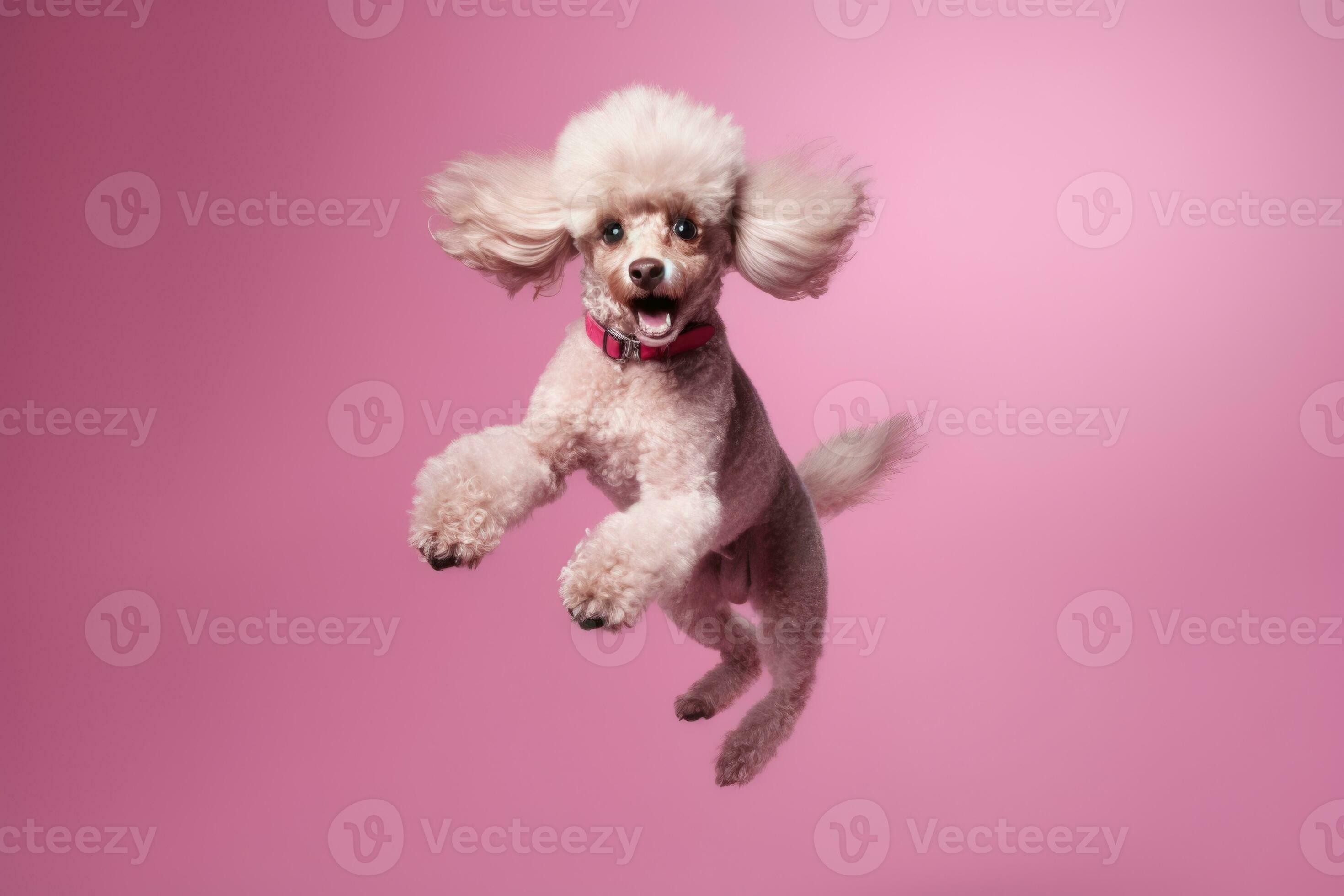 cute toy poodle dog on pink background AI Generated 27957342