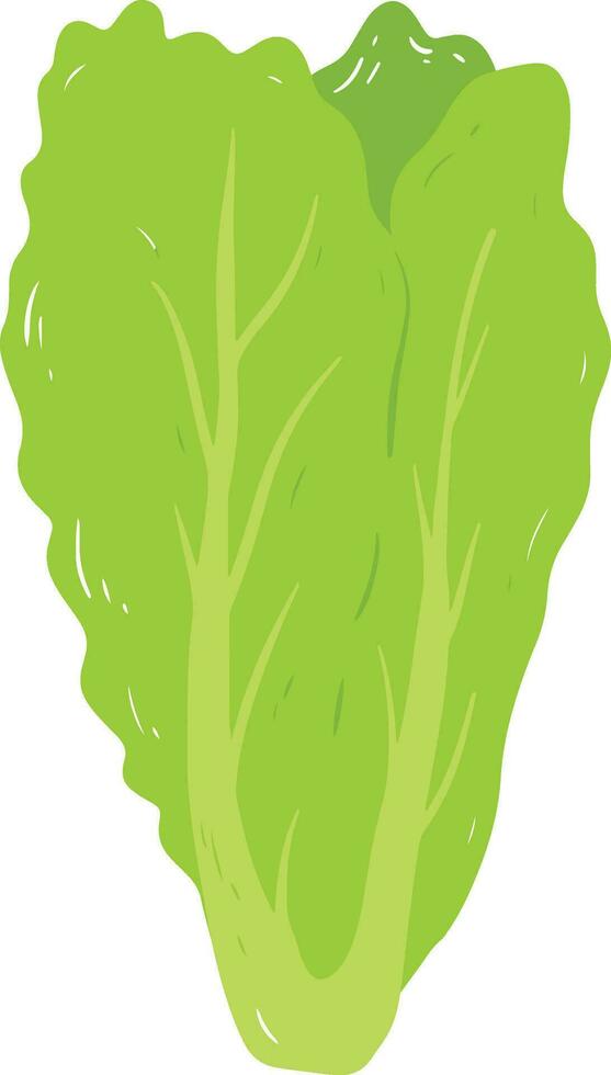 orgánico lechuga elemento vector