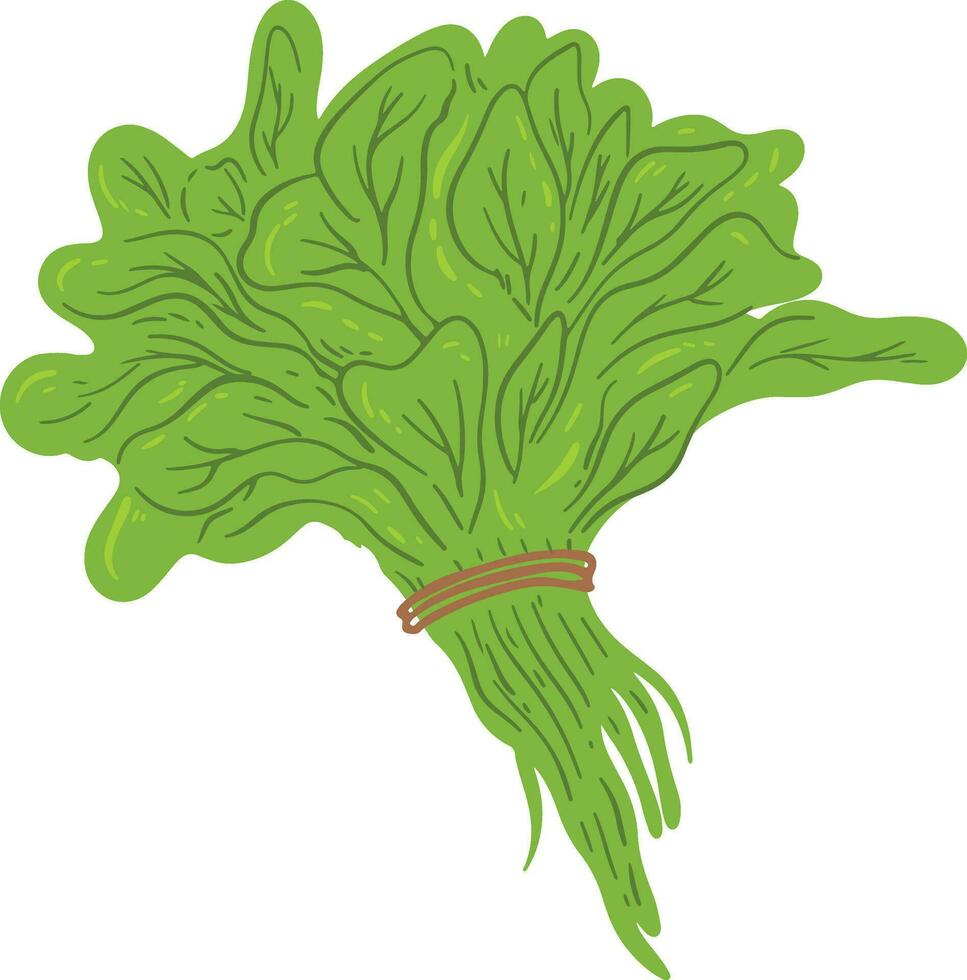 Organic Spinach Element vector