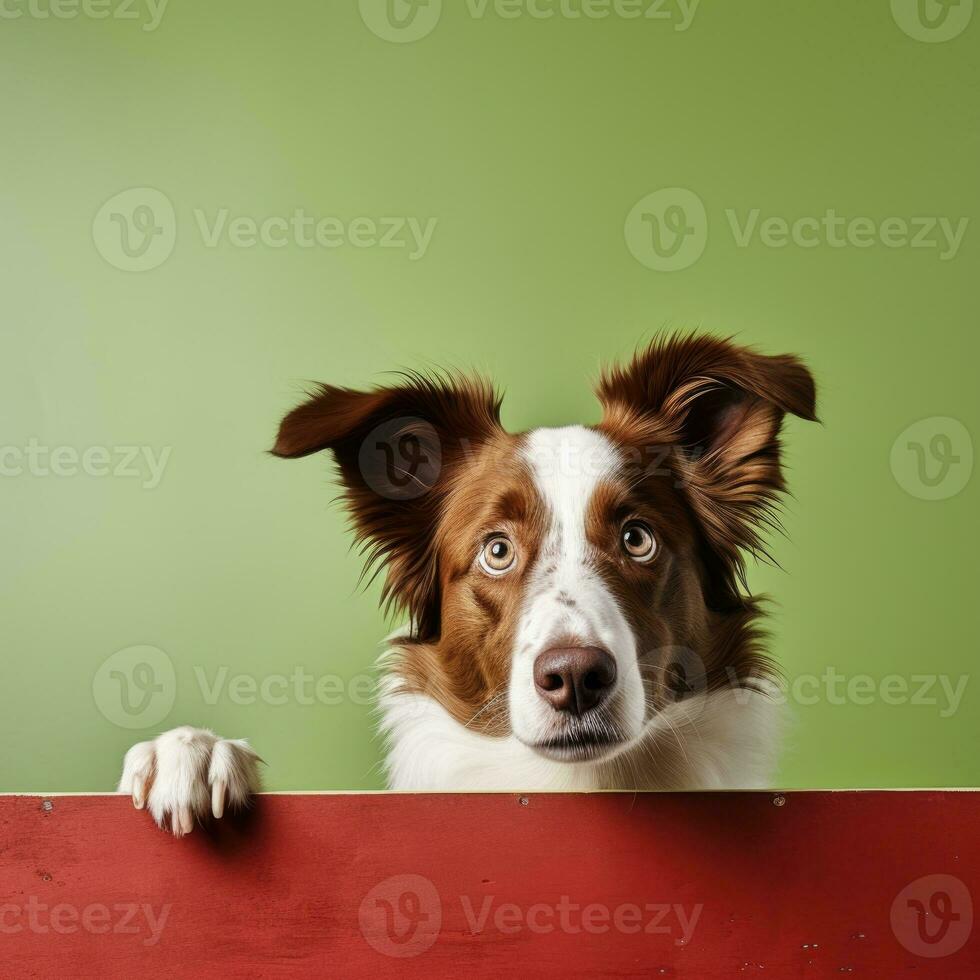 Portrait of a cute border collie puppy looking around the corner of an lime green empty board, AI Generated photo