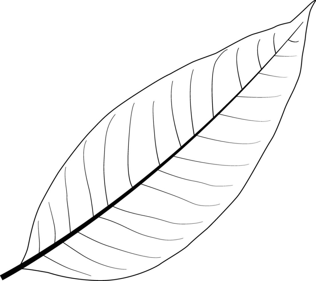 leaf vector line art in illustrator .