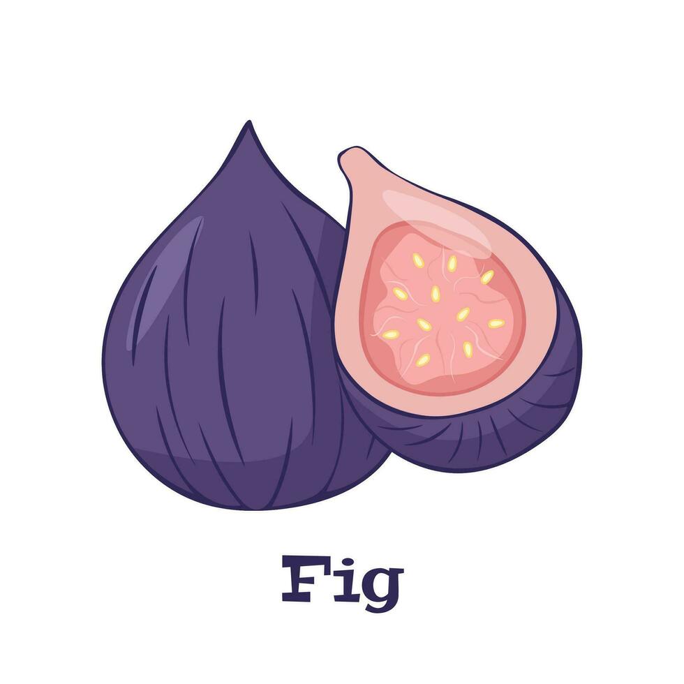 Summer tropical fruits for healthy lifestyle. Fig, purple whole fruit and half. Vector illustration icon isolated on white.