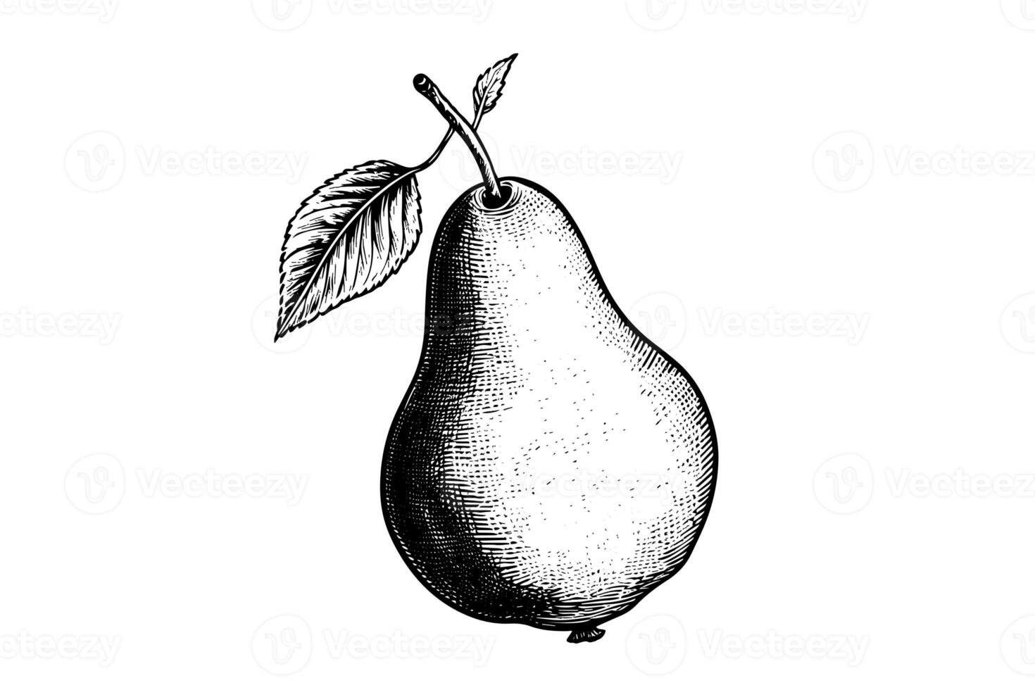 Pear. Ink sketch isolated on white background. Hand drawn vector illustration. photo