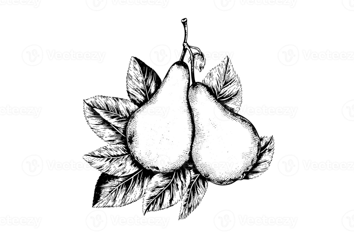 Set of pears. Ink sketch isolated on white background. Hand drawn vector illustration. photo