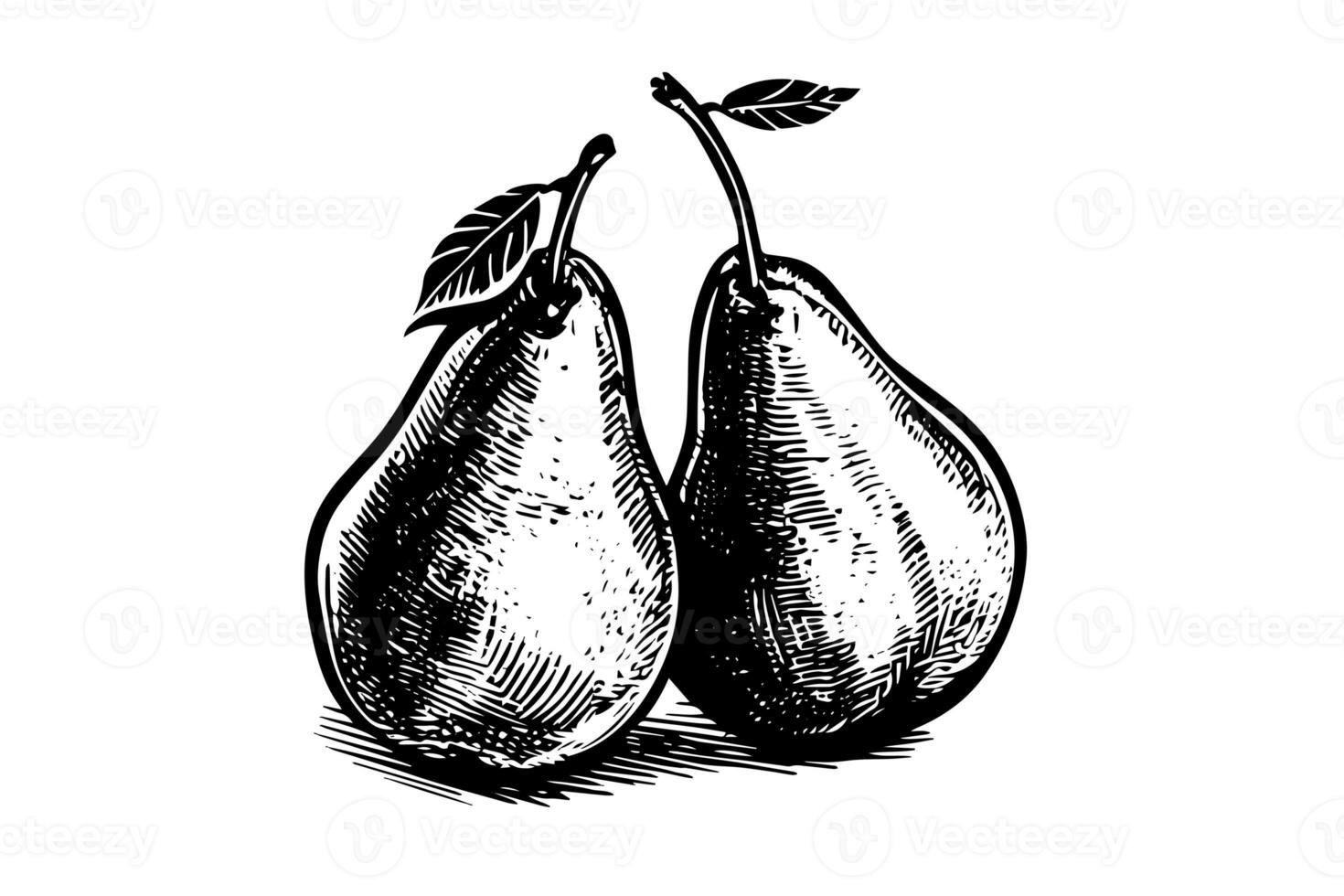 Set of pears. Ink sketch isolated on white background. Hand drawn vector illustration. photo