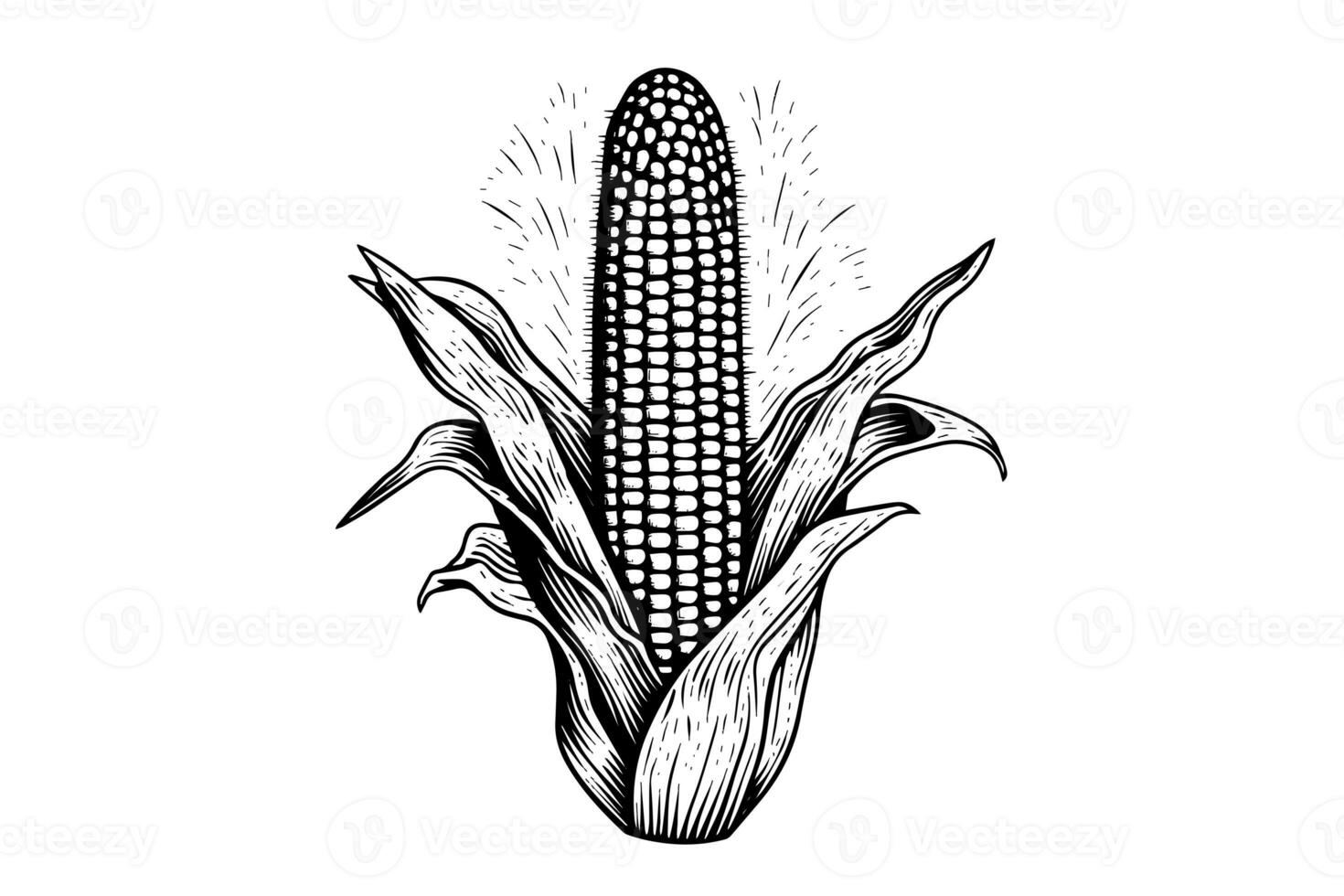 Corn hand drawing sketch vintage engraving vector illustration. photo