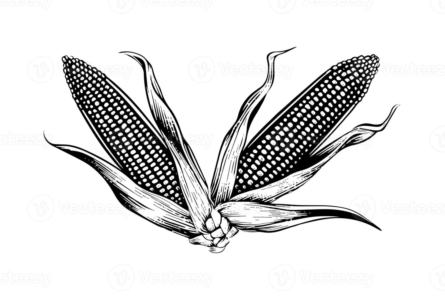 Two sweetcorn hand drawing sketch vintage engraving vector illustration. photo