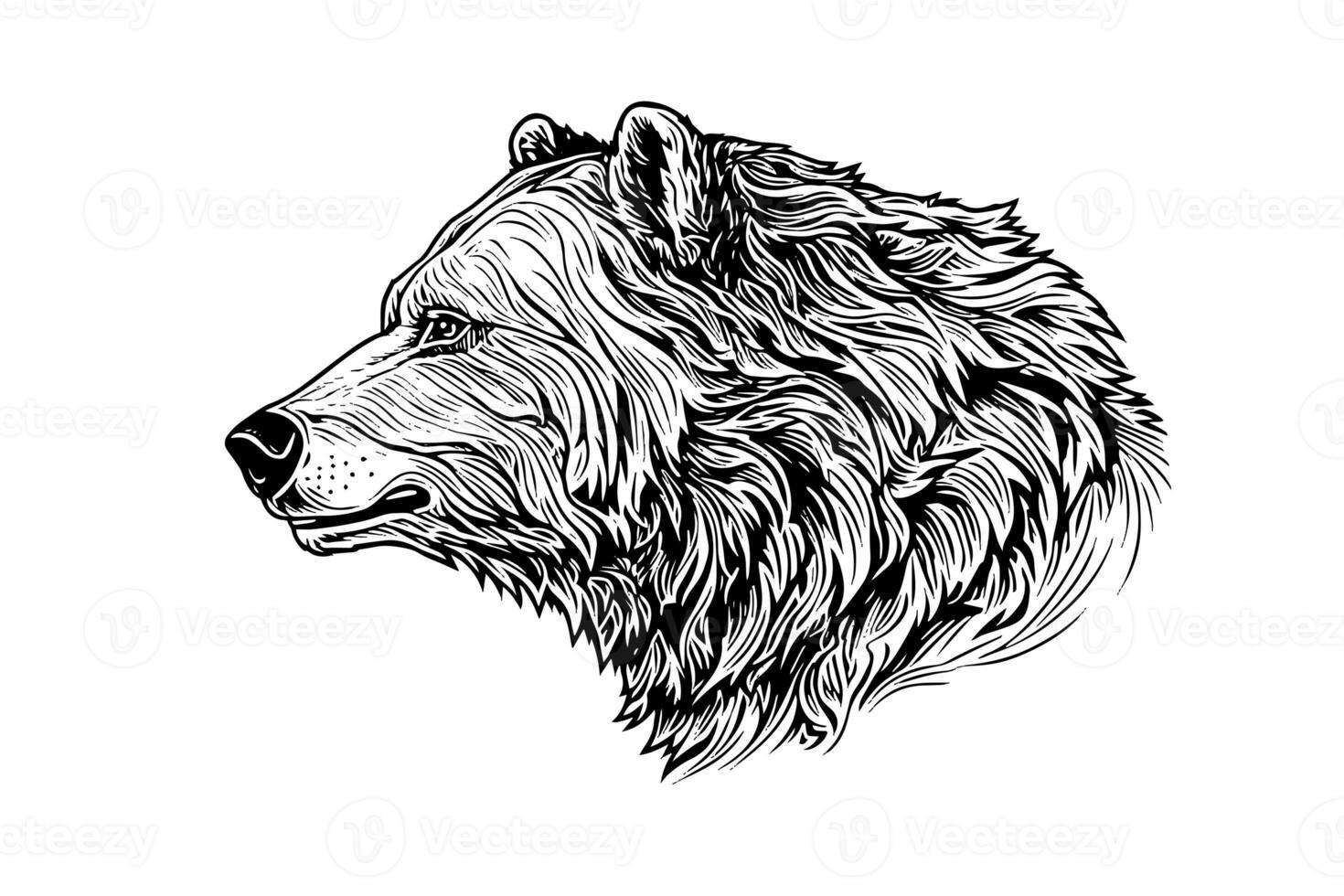 Bear head side view logotype vector engraving style illustration photo